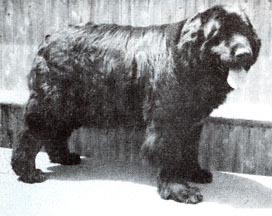 Ch Dryad's Compass Rose